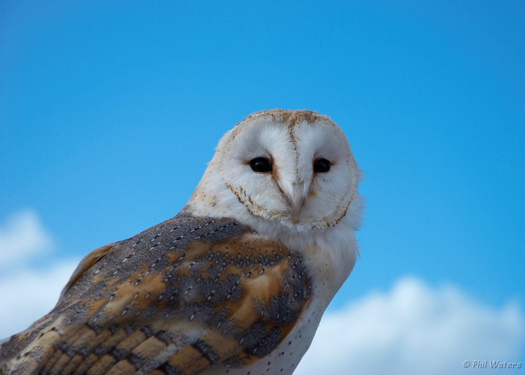 Hawk_Conservancy 091.jpg